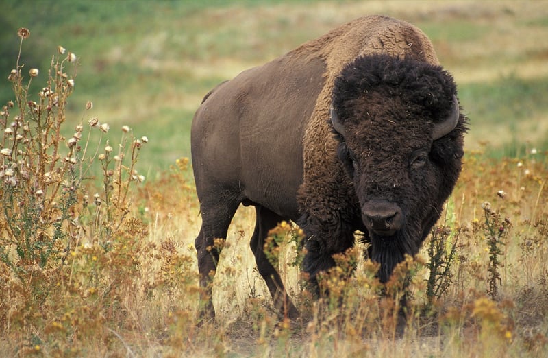 Bison in Yellowstone National Park
