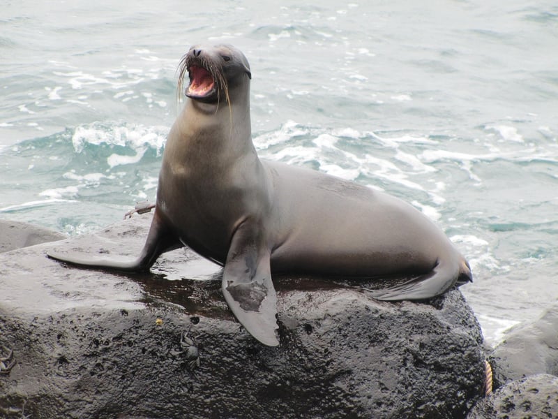Galapagos Sea Lion