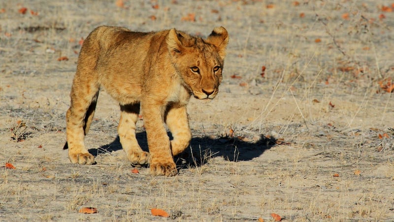 Lion in Maasai Mara National Reserve